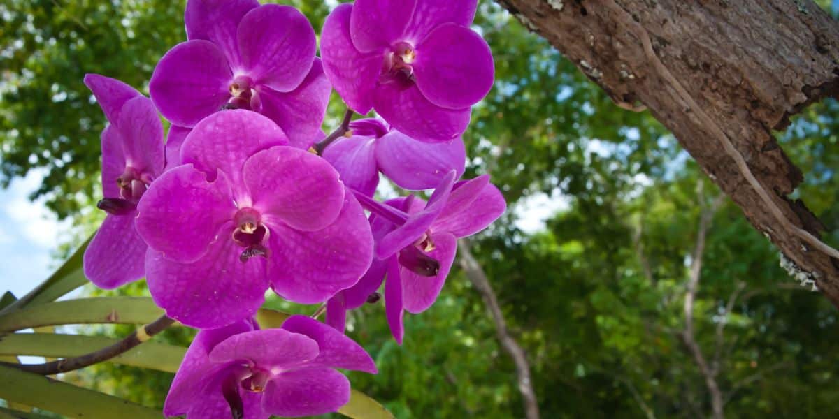 melhores flores para jardim externo