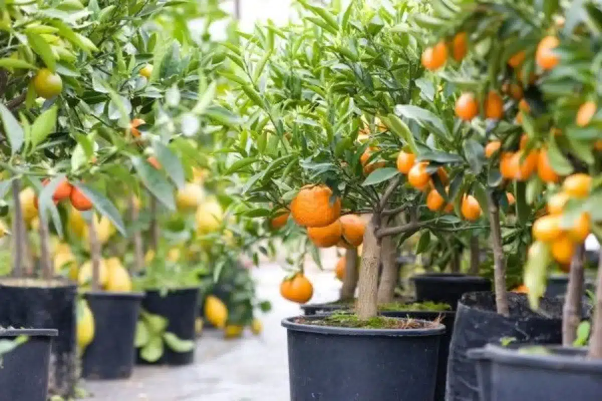 como cultivar mini arvores frutiferas em vasos