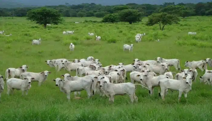 Agropecuária Intensiva E Extensiva