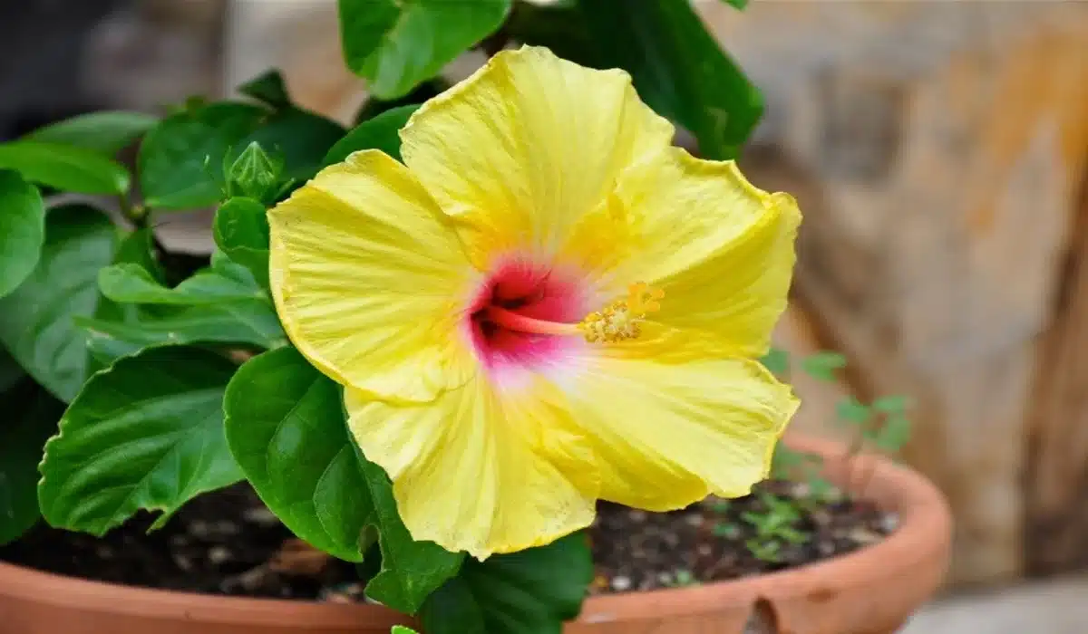 Hibisco Amarelo