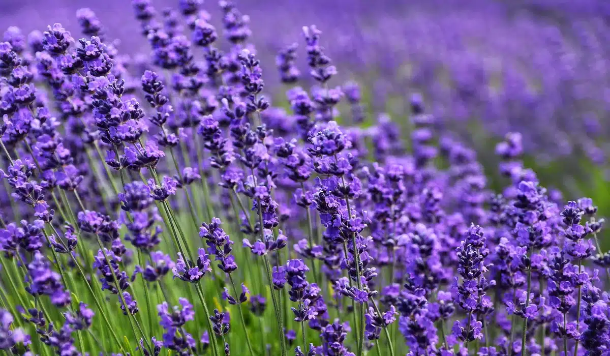 Como Cuidar Da Lavanda