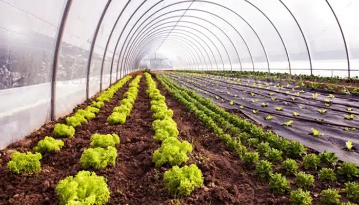 sistema de irrigação para horta