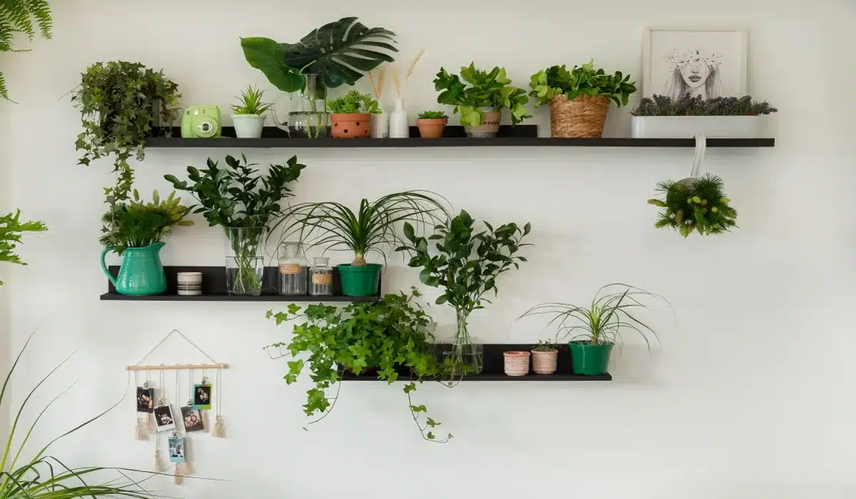 cultivar plantas em casa