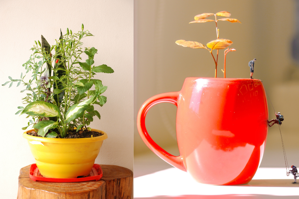 Como fazer vasos para colocar suas plantas em casa