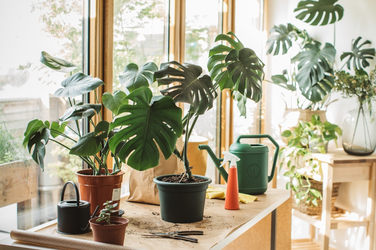 5 plantas que purificam o ar da sua casa