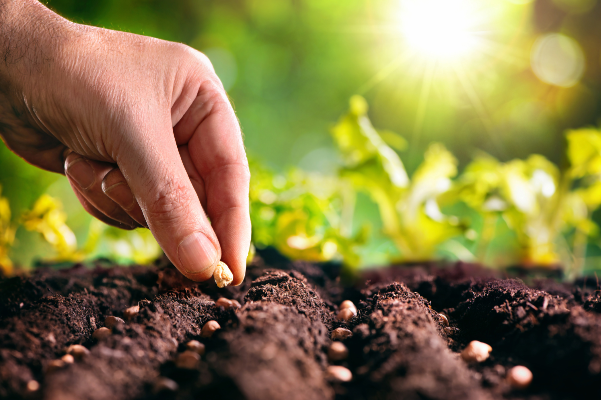 O que são sementes e como escolher as melhores para o seu jardim?