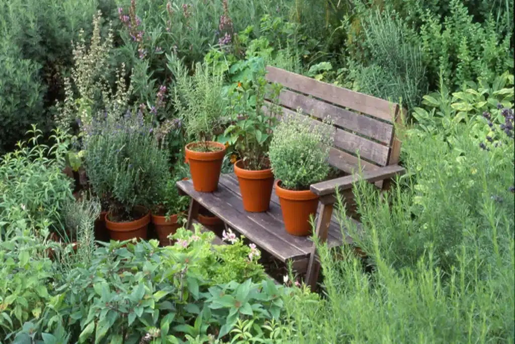 Plantação de ervas e plantas medicinais