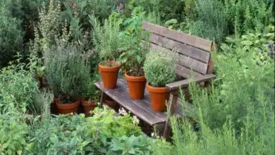 Plantação de ervas e plantas medicinais