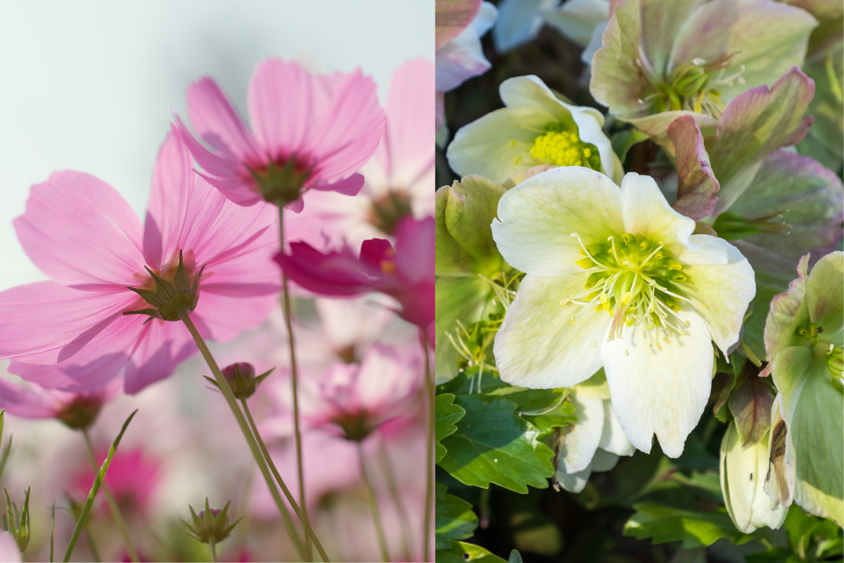 Como escolher flores para decorar um jardim de inverno