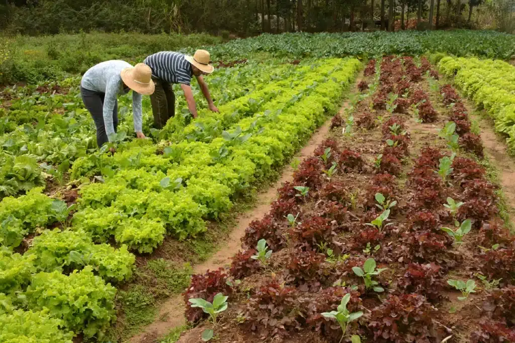 Agricultura Orgânica