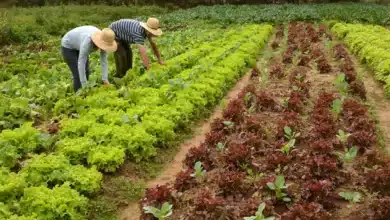 Agricultura Orgânica