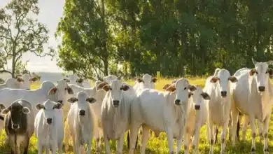 Produção Sustentável na Pecuária