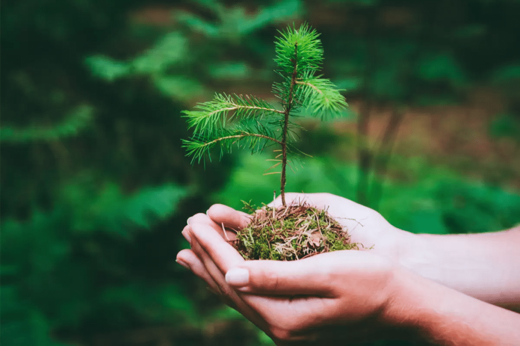 Cultivar o pinheiro de natal