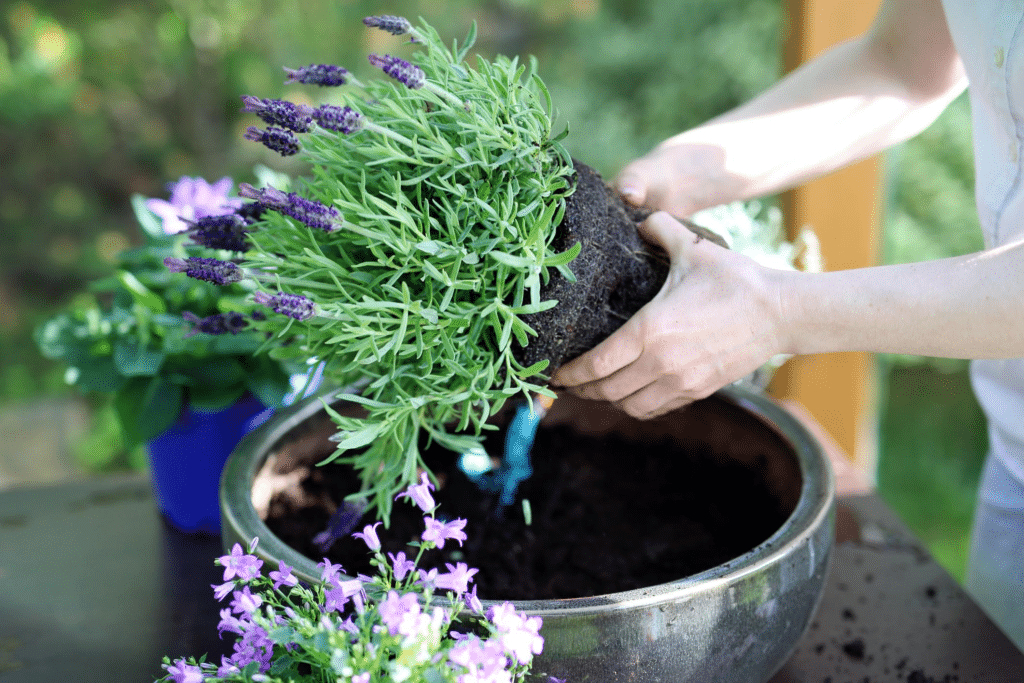 Cultivar Lavanda em Casa