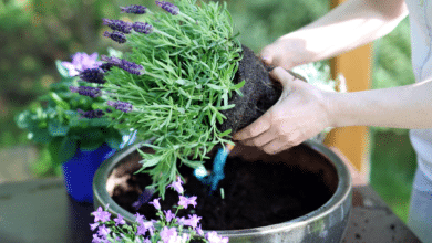 Cultivar Lavanda em Casa