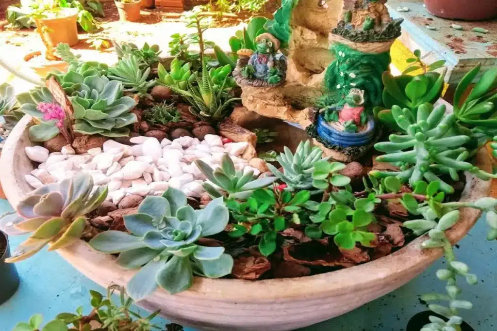 Mini jardim de suculentas