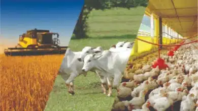 Agricultura e agropecuária