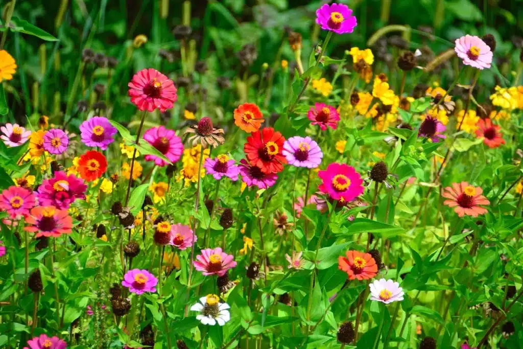 Flores de Verão