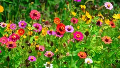 Flores de Verão