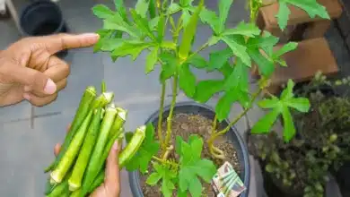 Plantar Quiabo e Cultivar