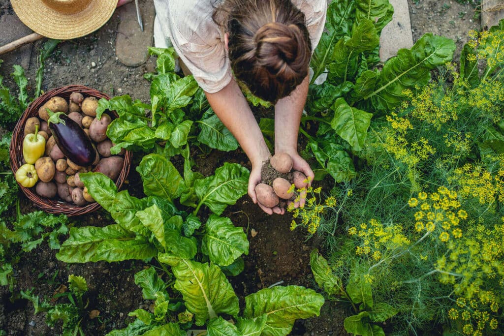 verduras e legumes