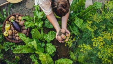 verduras e legumes