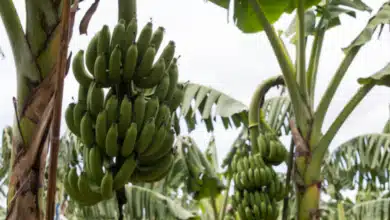 colher o cacho de bananas