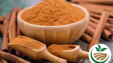 7 Benefícios da canela em pó