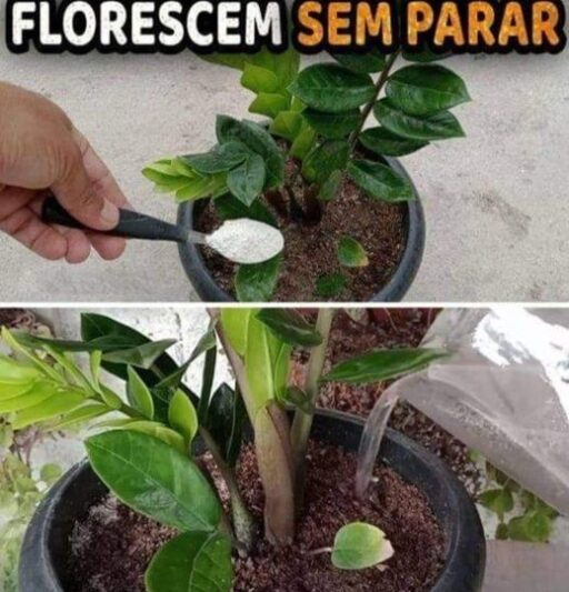 Só 1 Colher FAZ EXPLODIR de Tanto Crescer e Florir (Qualquer Planta)